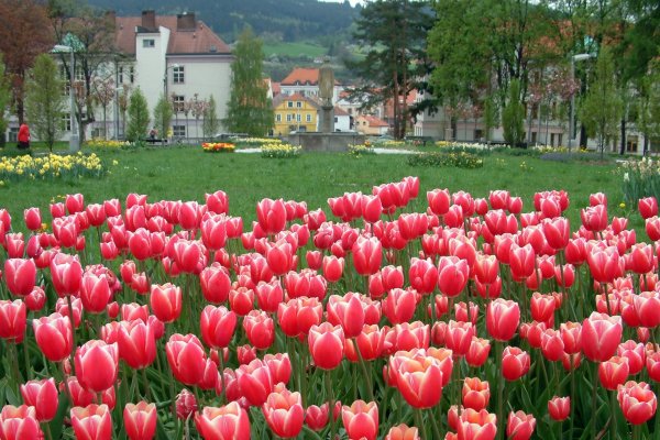 zahradnictvi_-plzen_15.jpg